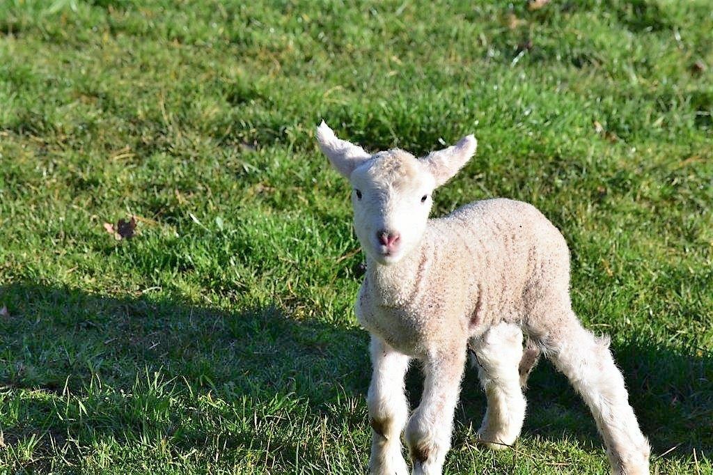 Clayfield Homestead- country accommodation Tasmania 